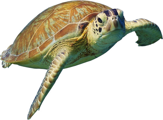 Turtle Wall Stickers Gifts Christmas - Sea Turtle Wall Decals Peel and Stick - Turtle Wall Stickers Removable - Sea Turtle Animals Wall Decor for Kids Baby Bedroom Bathroom Living Room