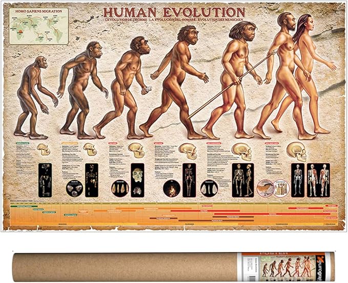 Human Evolution, Poster 36 x 24 inch by Eurographics
