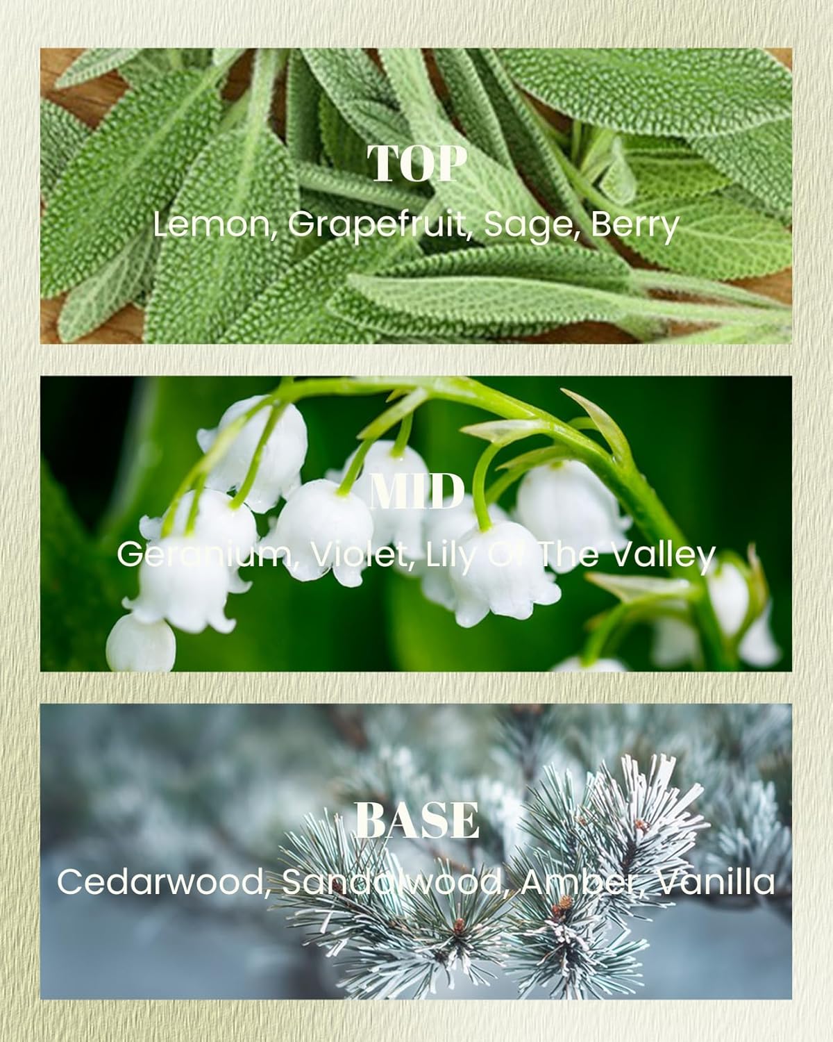 M&SENSE Sage Citrus Scented Vegan Soy Candles,Naturally Scented, No Toxin 10oz 42-Hour Long Burning Time,Calming Relax Air Purifying Candles for Home Fragrance,Housewarming Gift for Women & Men