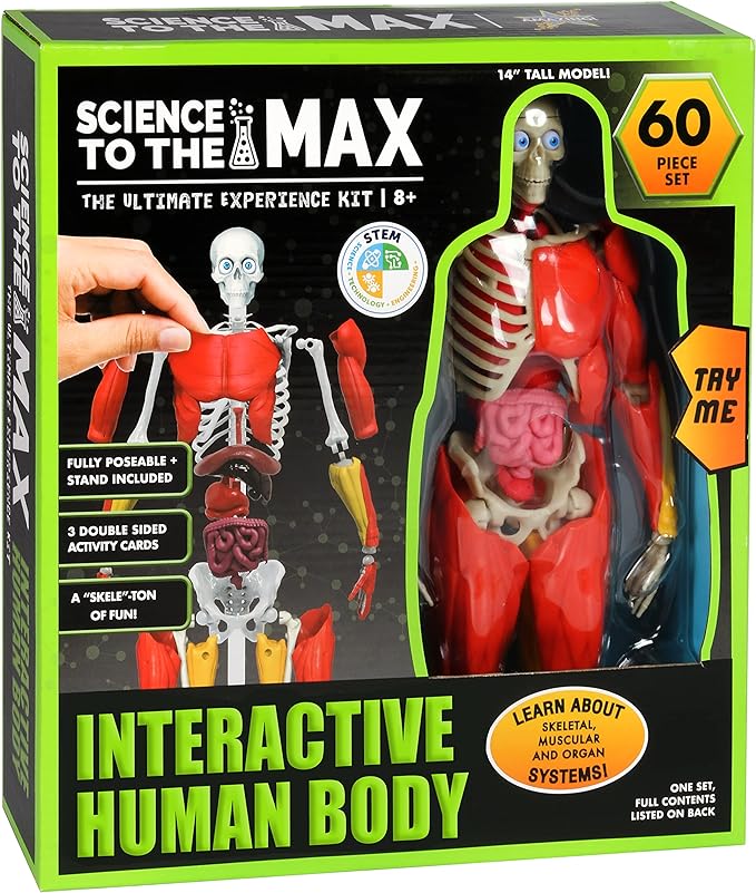 Be Amazing! Toys Interactive Human Body - 60 Piece Fully Poseable Anatomy Figure – 14” Tall Model - Anatomy Kit – Removable Muscles, Organs,Bones STEM Toy – Ages 8+