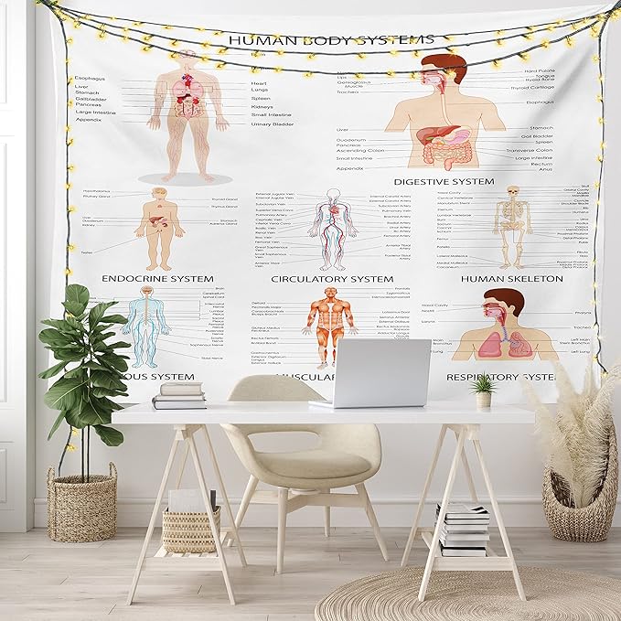 Ambesonne Human Anatomy Tapestry, Chart of Organs Body Structures Biology Themed Cartoon Schemes, Fabric Wall Hanging Decor for Bedroom Living Room Dorm, 28" X 23", White and Multicolor