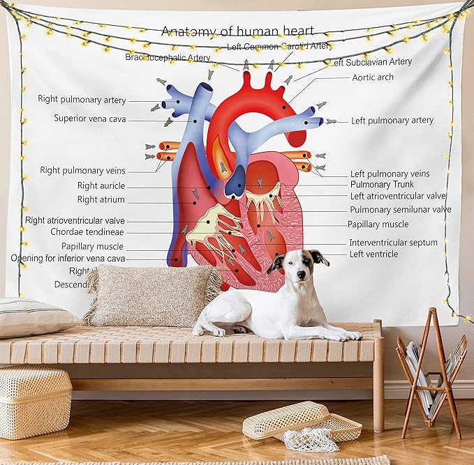 Ambesonne Science Tapestry, Structure of the Heart Human Body Anatomy Organ Veins Cardiology, Fabric Wall Hanging Decor for Bedroom Living Room Dorm, 45" X 30", Coral Red